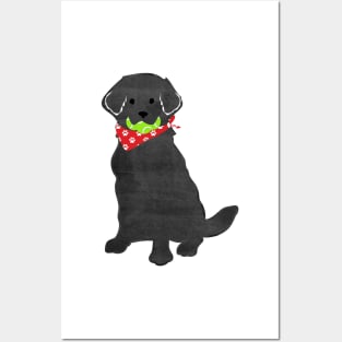 Cute Preppy Black Lab - Tennis Balls In Mouth Posters and Art